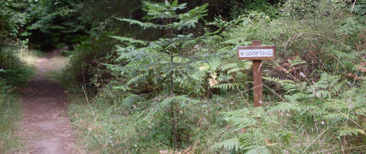 Otto Preserve Spring Cleanup – This Saturday