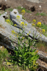 Black Mustard - by Dal Neitzel