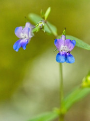 Blue-Eyed Mary - by Dal Neitzel