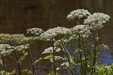 Cow Parsnip - by Dal Neitzel
