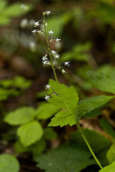 Foamflower - by Dal Neitzel