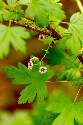Gooseberry - by Dal Neitzel