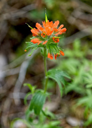 Indian Paintbrush - by Dal Neitzel