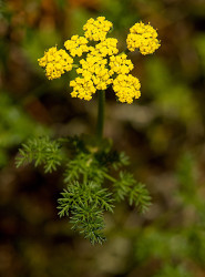 Lomatium / Spring Gold - by Dal Neitzel