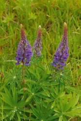 Lupine - by Dal Neitzel