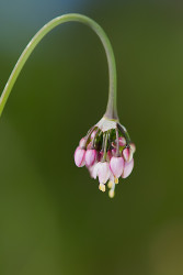 Nodding Onion - by Dal Neitzel