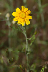 Oregon Sunshine - by Dal Neitzel