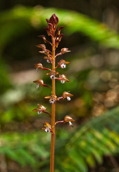 Spotted Coral Root - by Dal Neitzel