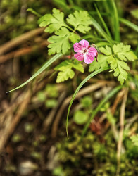 Wild Geranium - by Dal Neitzel