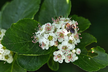 Black Hawthorn - by Dal Neitzel