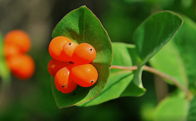 Orange Honeysuckle - by Dal Neitzel