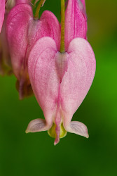 Wild Bleeding Heart - by Dal Neitzel