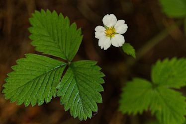 Wild Strawberry - by Dal Neitzel
