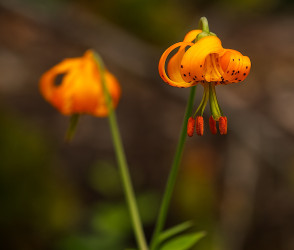 Columbia Lily by Dal Neitzel