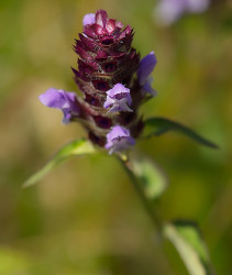 Self-Heal by Dal Neitzel