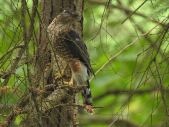 by Kellie Shepard Moeller