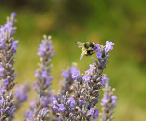 by Kellie Shepard Moeller